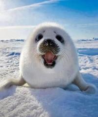 Logo de Hiroshi Snow. Es una foca, porque adoro a las focas